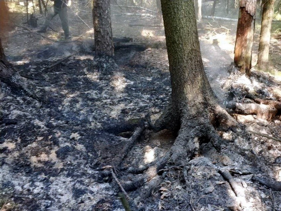 Низовой пожар ликвидирован в лесу под Ногинском