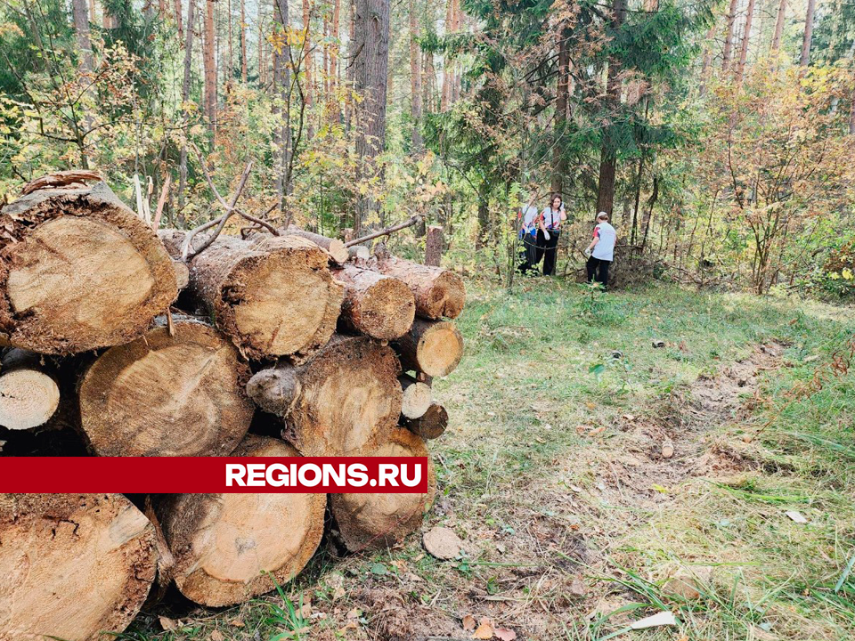 Егорьевцы навели порядок в лесу