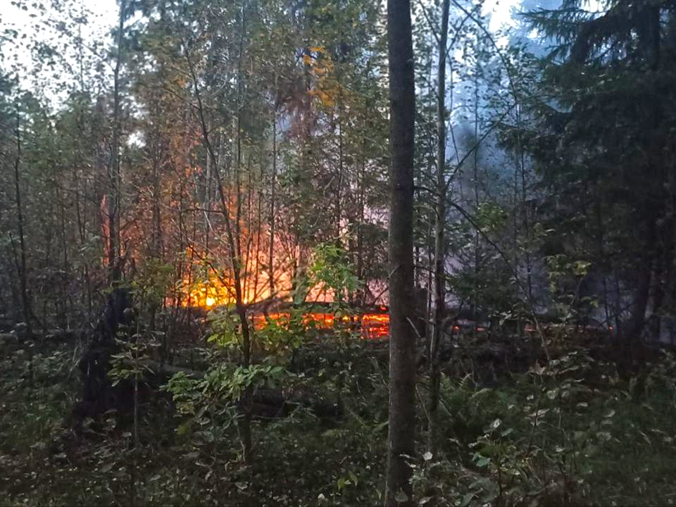 Лесной пожар потушили в Лосино-Петровском, виновные предстанут перед судом