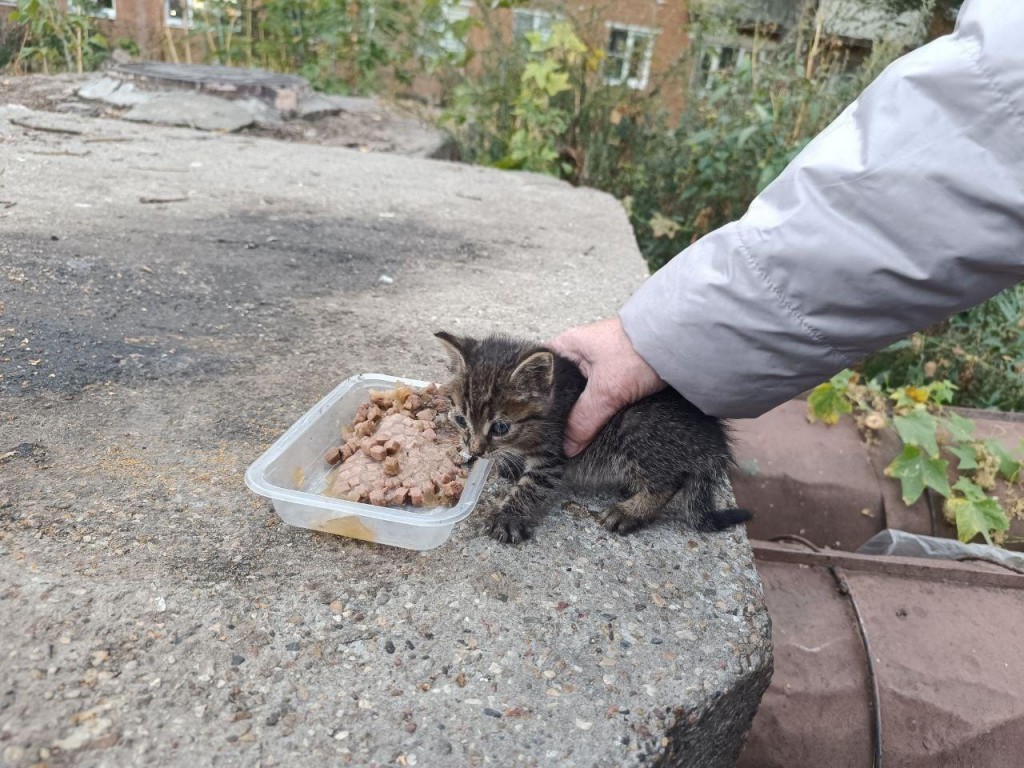 Подмосковные спасатели оказали помощь двум котятам