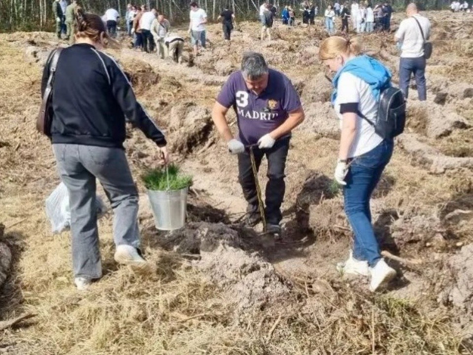 Котельниковцев приглашают принять участие в экологической акции «День в лесу»