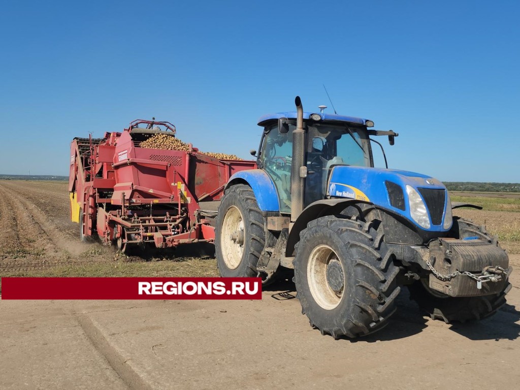 До 100 тонн капусты с гектара соберут в хозяйстве Большого Серпухова в октябре