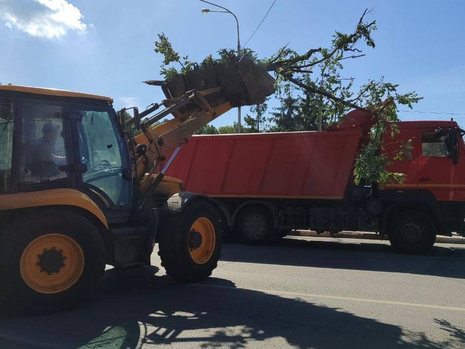 Во дворах по улице Гастелло сухостойные деревья спилят до 4 октября