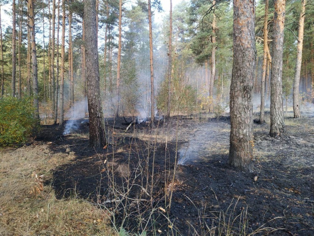 Шесть лесных пожаров зарегистрировали в Подмосковье за минувшие сутки