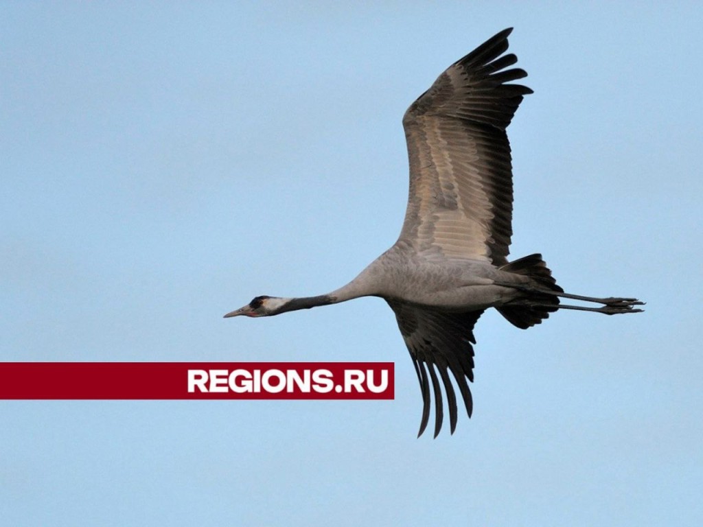 Талдомчане устроят проводы журавлeй с чаепитием из дровяного самовара