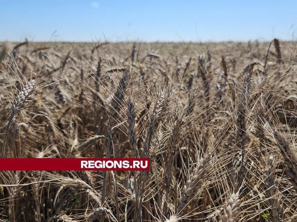 Из-за аномальной засухи почва в Московском регионе не получит достаточной влаги