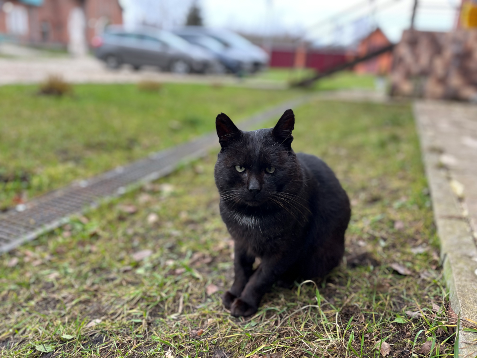 Пятницу 13-е жители Чехова не боятся, но черных котов стороной обходят