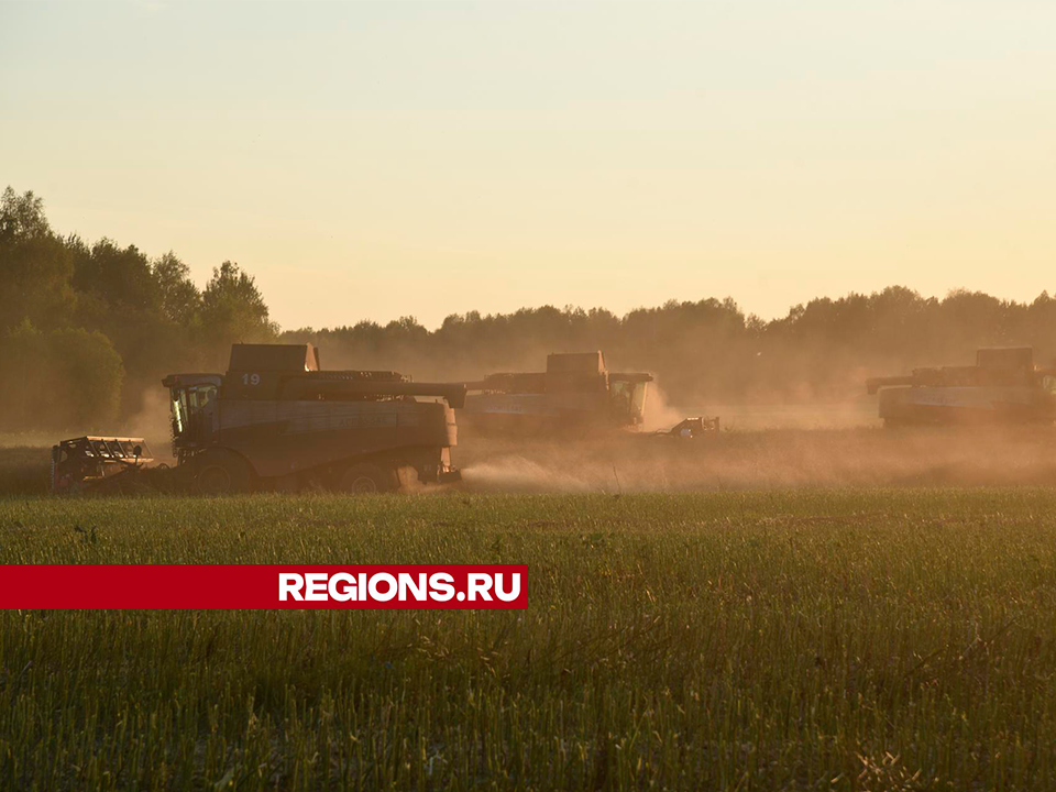 Богатый урожай: на полях Лотошина собрали почти всю пшеницу