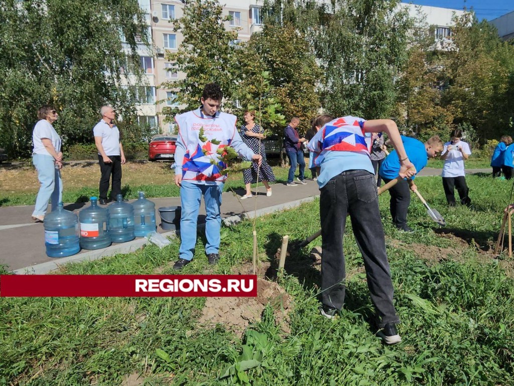 Саженцы кленов высадили волонтеры в Большевике