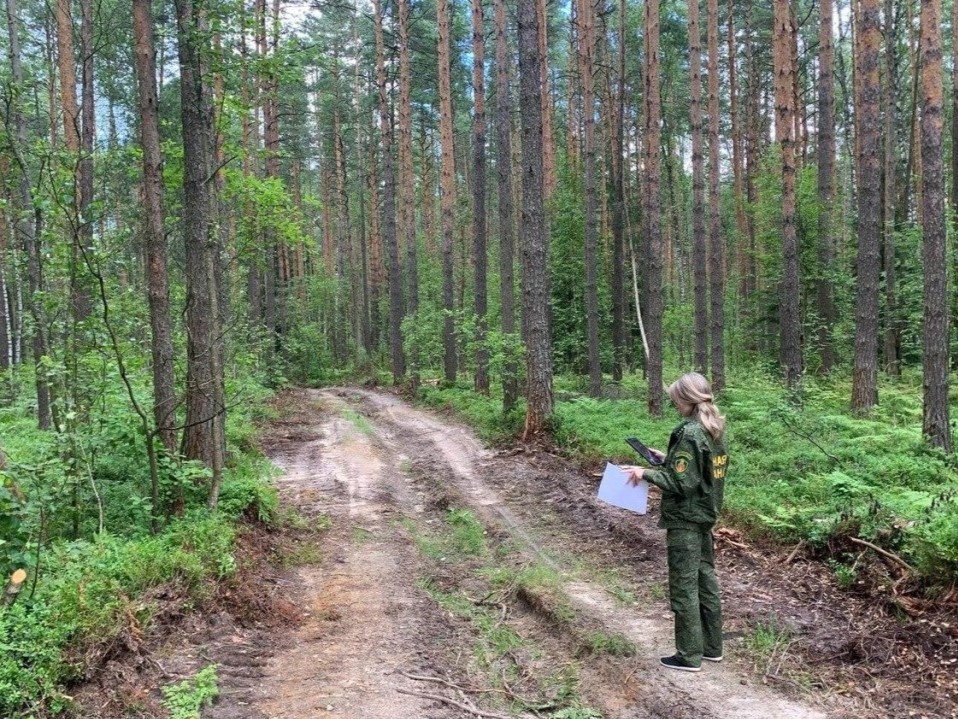 Можайцам запретили посещать леса до 19 сентября из-за повышенной пожароопасности