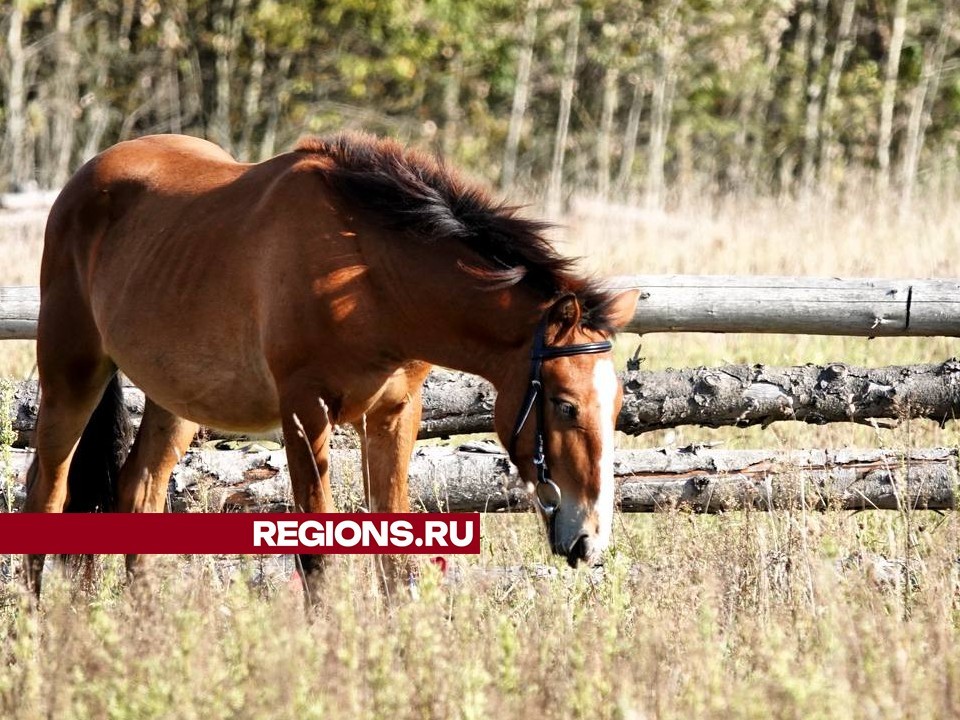 Коневоды представили редкую породу северных лошадей в Сергиевом Посаде