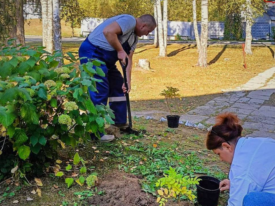 Электростальцы посадили молодые рябины и  шиповник в поселках Елизаветино и  Всеволодово