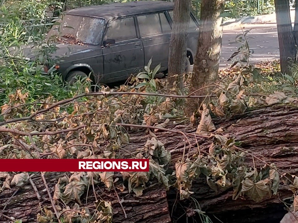 По просьбе местной жительницы во дворе дома на улице Мичурина уберут поваленные ветром деревья