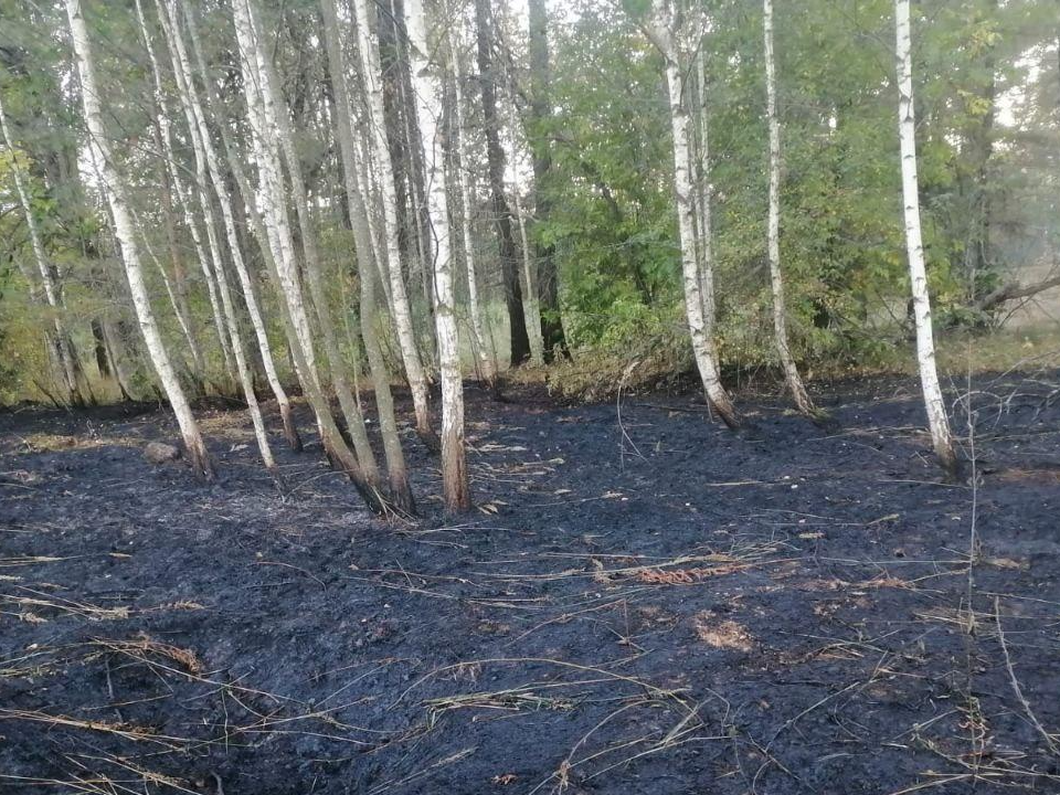 Во Фрязевском лесничестве в Электростали пожарные ликвидировали крупное возгорание