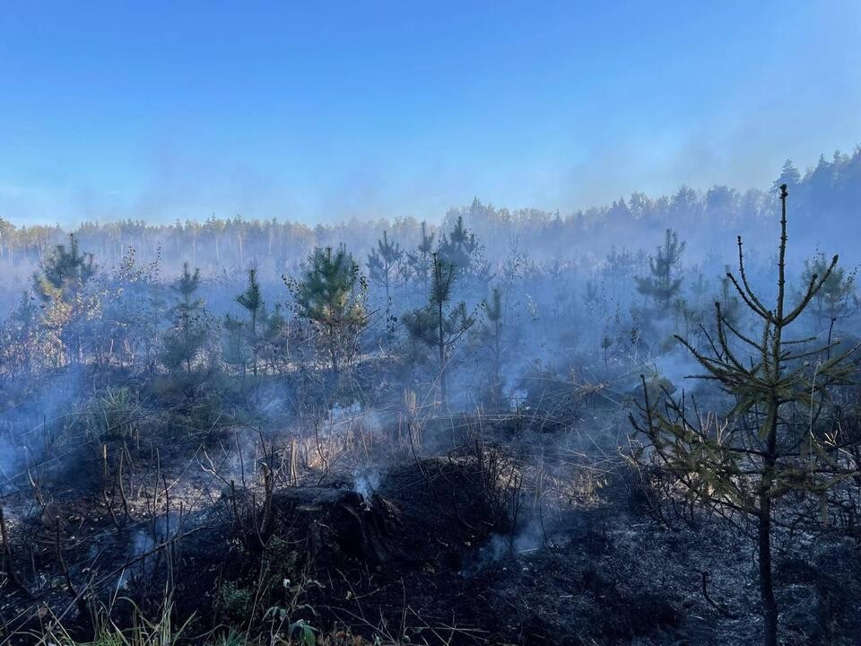 В Орехово-Зуеве двенадцать огнеборцев ликвидировали лесной пожар