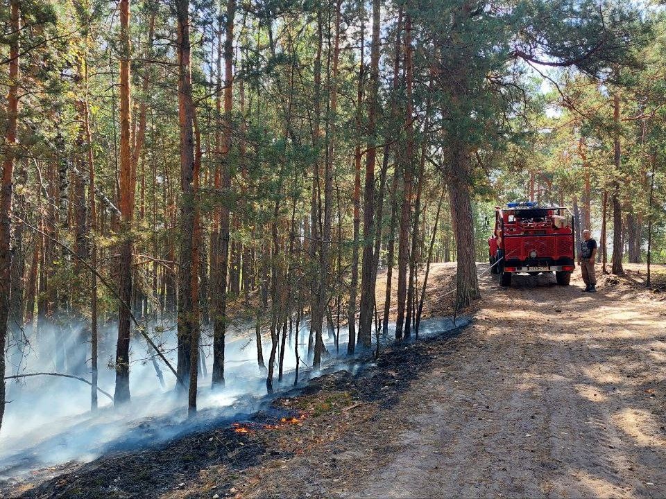 Пожар в лесу потушили за 10 часов в городском округе Ступино