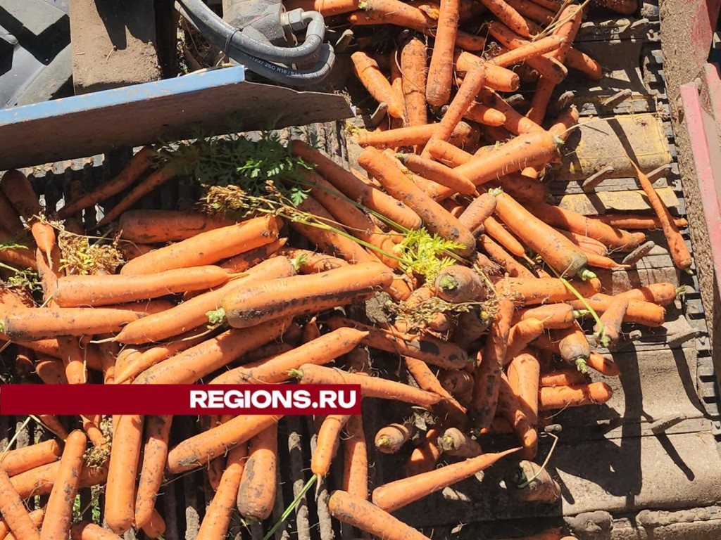 Рекордный урожай моркови соберут в Большом Серпухове в этом году