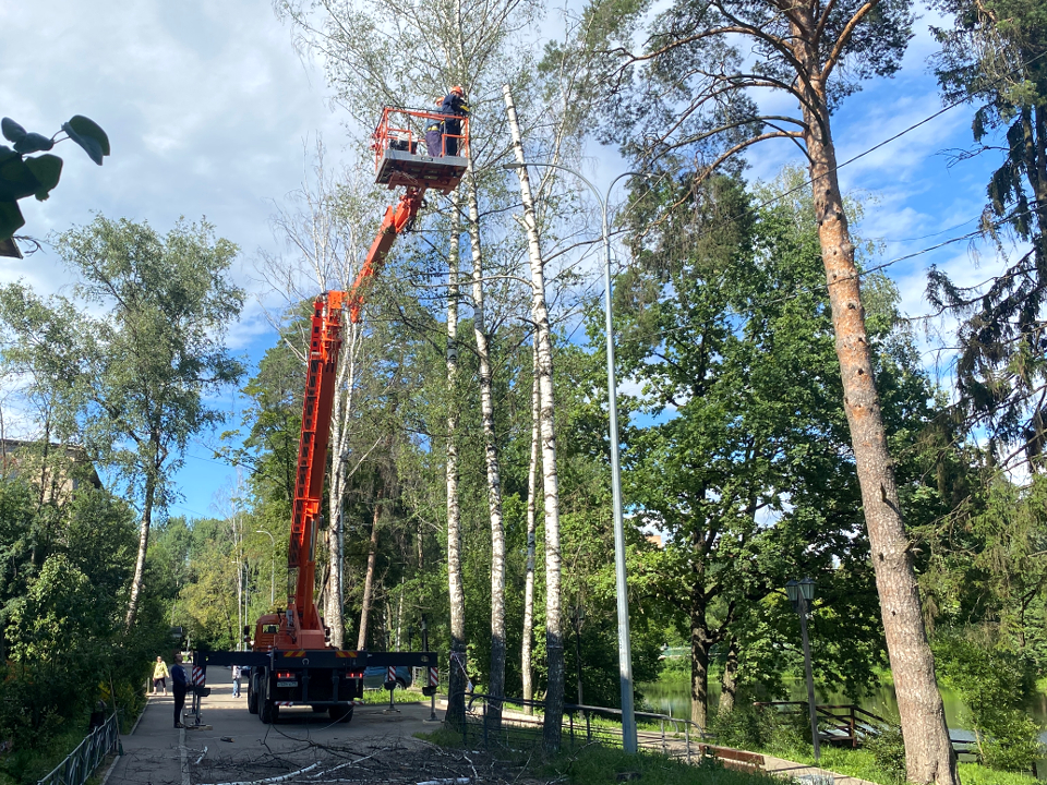 Жители Пущино просят убрать ветку, повисшую на электропроводах на улице Грузовой