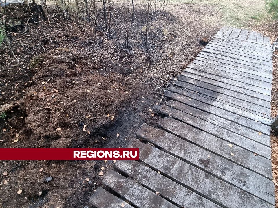 Клюквенные браконьеры подожгли эко-тропу в заказнике «Журавлиная родина» в Талдоме