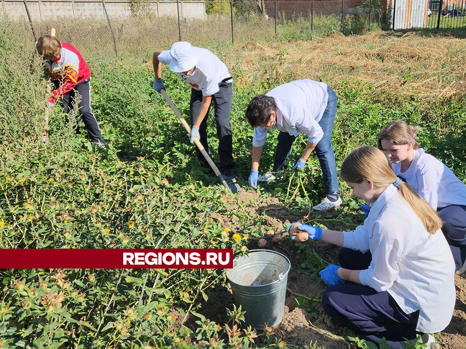 Урожай картофеля собрали ступинские школьники с экспериментального поля