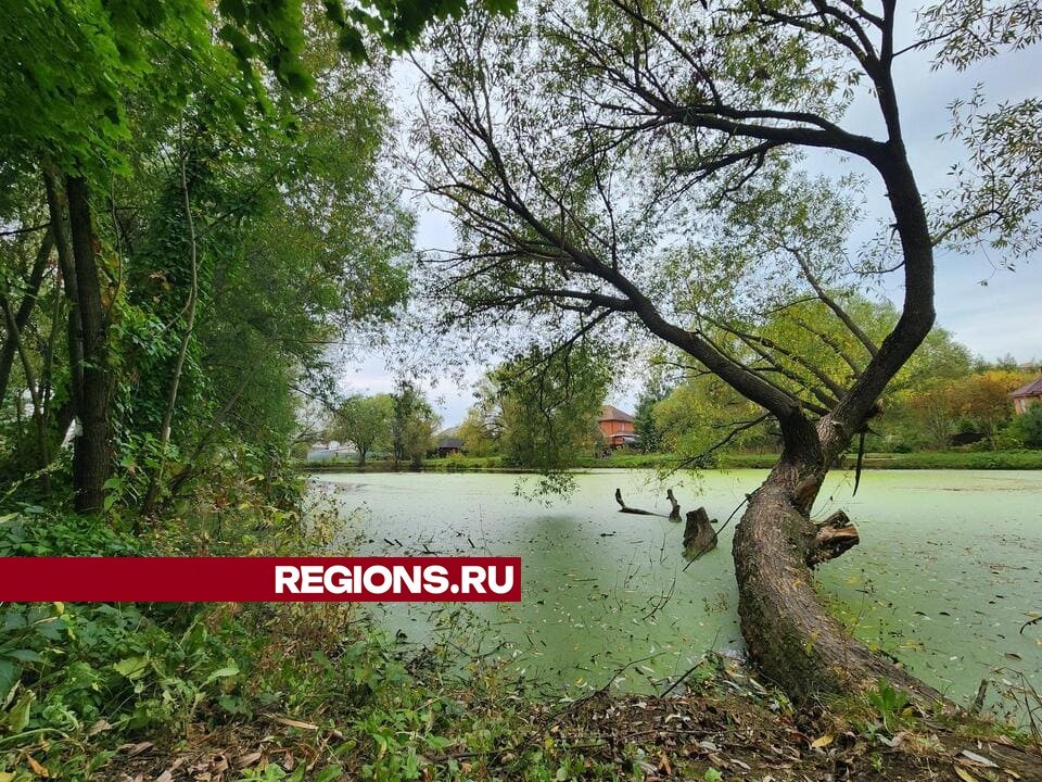 Минэкологии объяснило, почему в пруду в Губкино продолжают находить мертвых рыб и уток