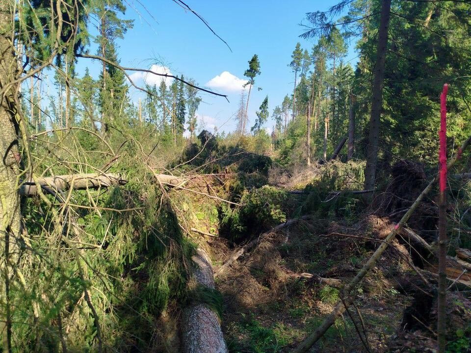 В лесах Орехово-Зуева устраняют последствия ветровала