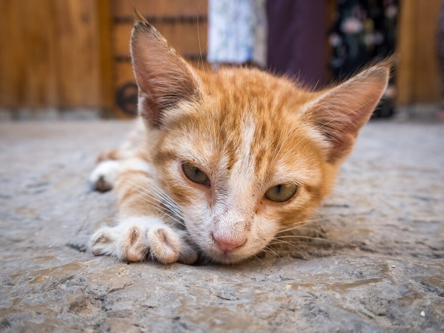 Котенка, которого атаковали вороны, спасли в Серпухове