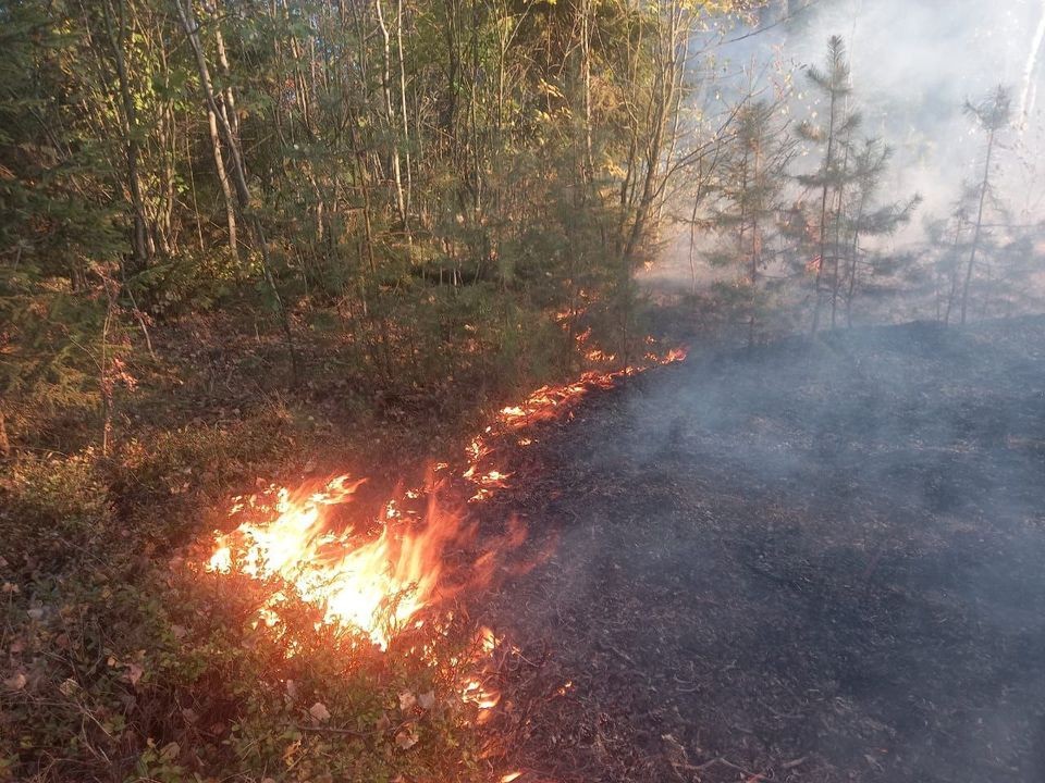 Пожарные спасли лес возле деревни Аксеново