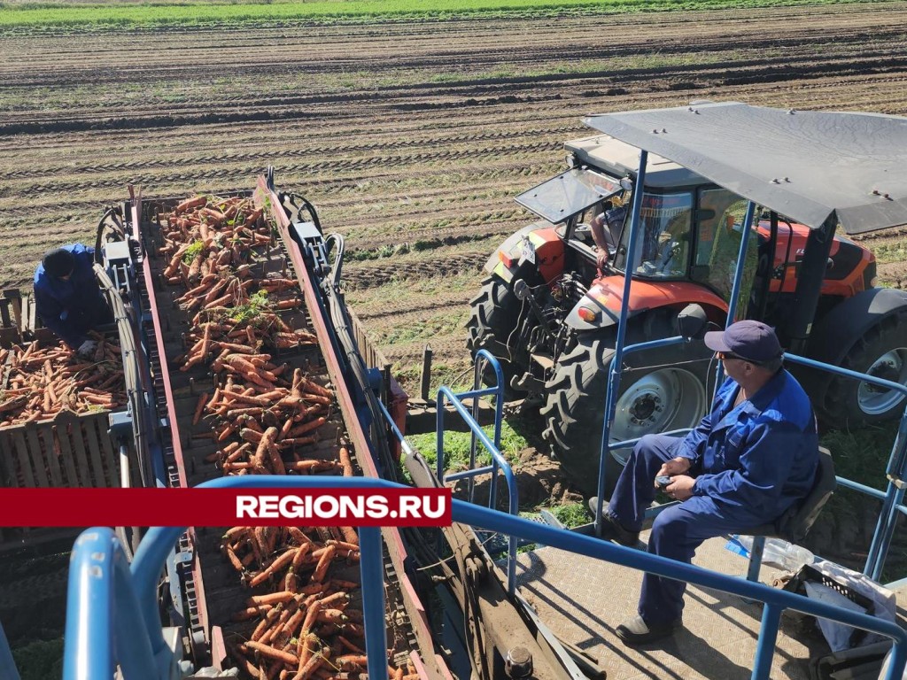 В Большом Серпухове соберут рекордный урожай моркови