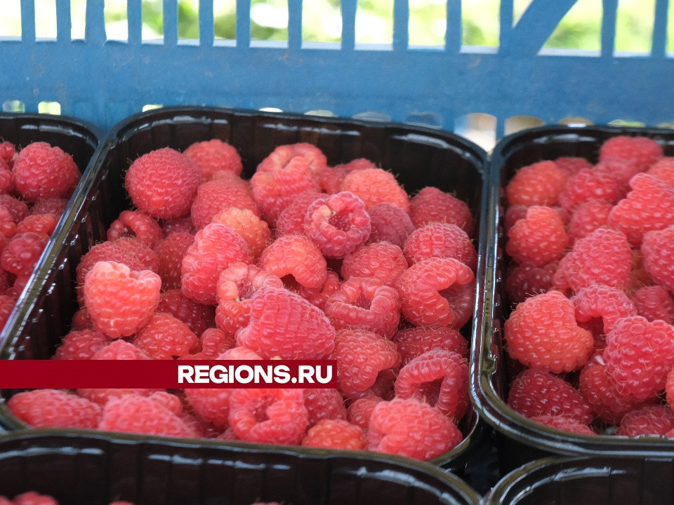 Второй урожай малины собирают в Серпухове