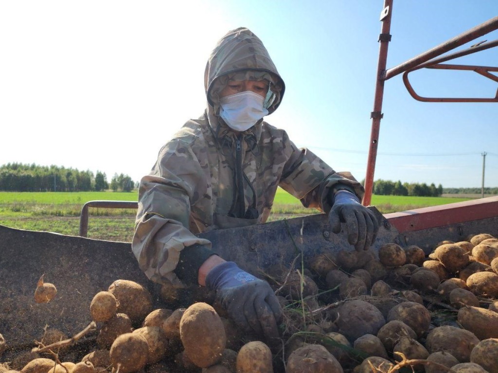 Урожай картофеля и моркови снизился в Можайске из-за жары