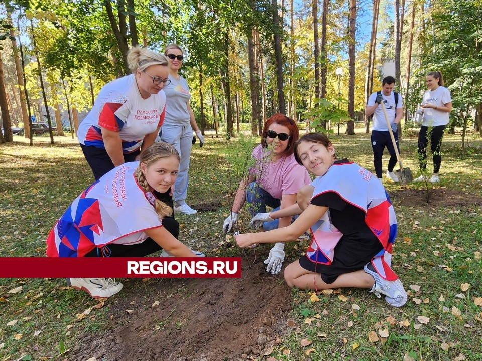 На месте высаженных осенью кустов в Протвине весной будут цветы