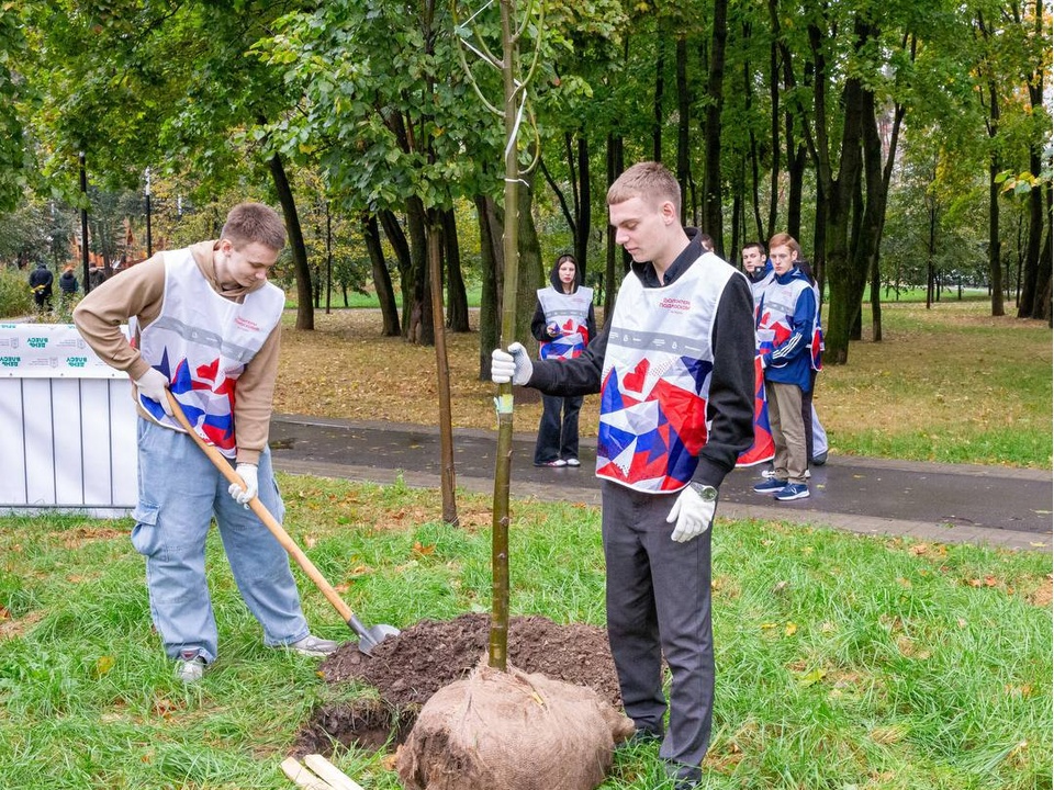 Молодые липы, клены и сосны высадили в сквере 200-летия Подольска во время акции «День в лесу»