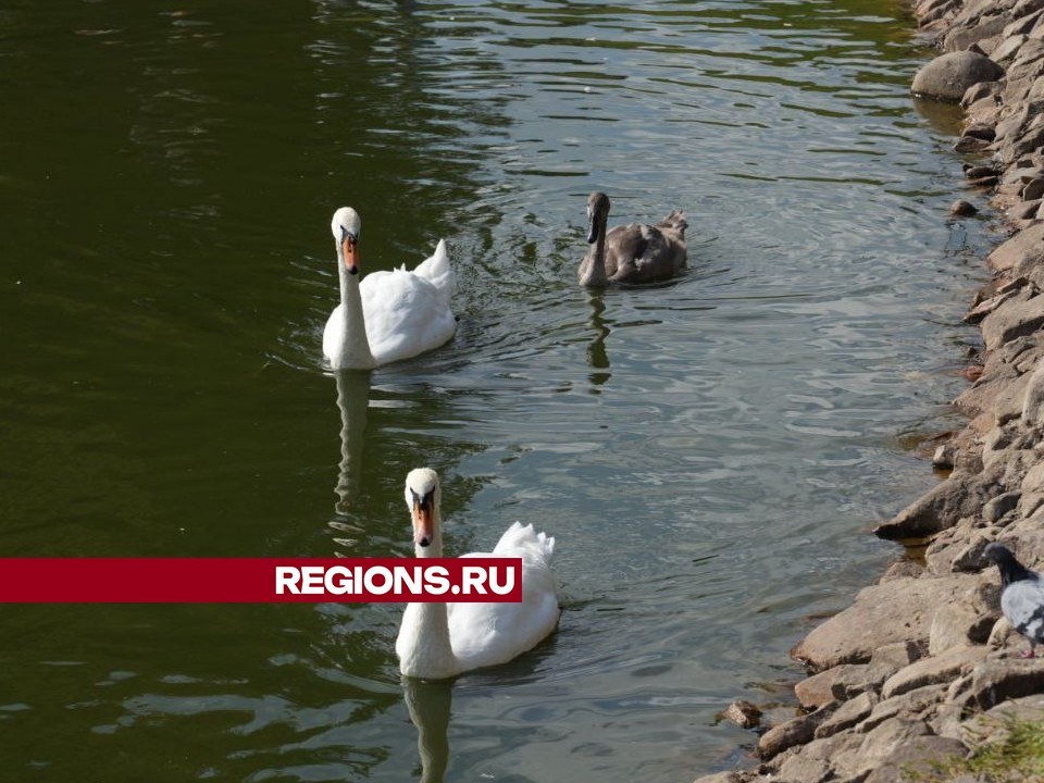 Молодой лебедь из Сергиева Посада перезимует с родителями в «Парке Чудес»