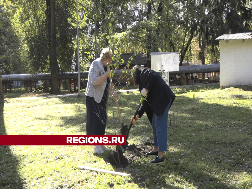 В рамках акции «День в лесу» около школы имени Попова во Власихе посадили молодые березы