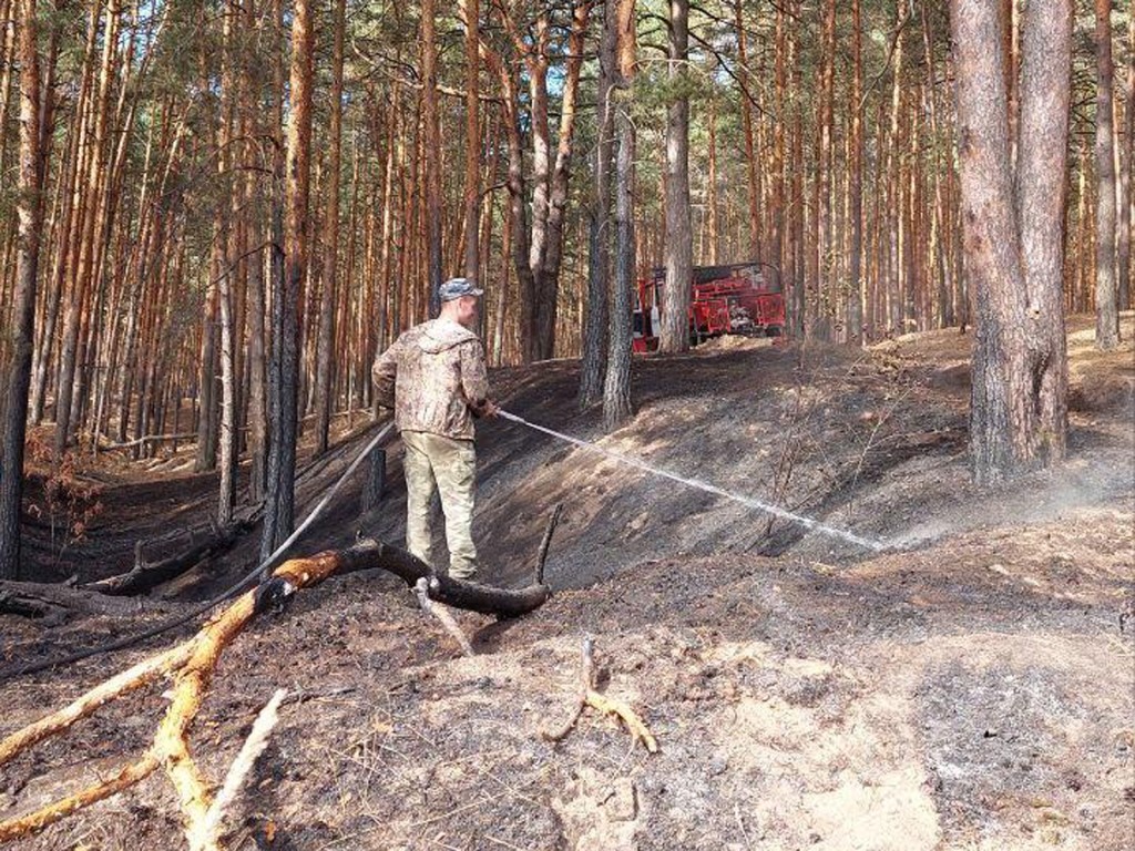 Огонь все ближе: лесной пожар остановили в двухстах метрах от Белопесоцкого