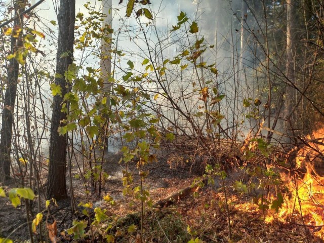 Пожарные два часа тушили горящий лес возле поселка Мехлесхоза