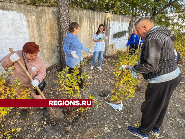 Новые деревья и кустарники украсили двор на улице Карла Маркса