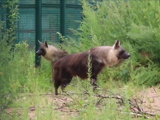 Пара бурых гиен из Африки воссоединилась в Волоколамске