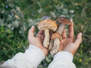 В Подмосковье выросли новые грибы после дождей