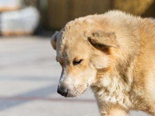 Низкая самооценка и чувство стыда: почему люди выбрасывают животных на улицу