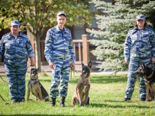 Дмитровские кинологи и их собаки стали победителями и призерами Чемпионата России