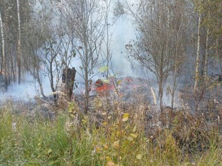 Лесной пожар около села Алабушево потушили за три часа