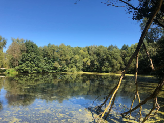 Щуровские пруды в Коломне расчистят от ряски и водорослей по просьбам местных жителей