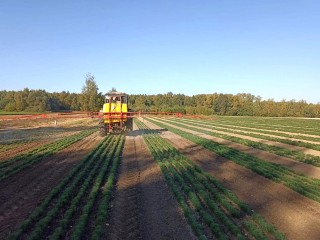 Осенние работы продолжаются в лесных питомниках Подмосковья