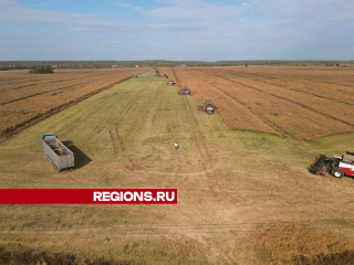 Четверть урожая рапса собрали на полях Лотошина