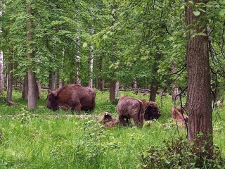 Летом в Серпухове зубры встретили почти 37 тысяч гостей