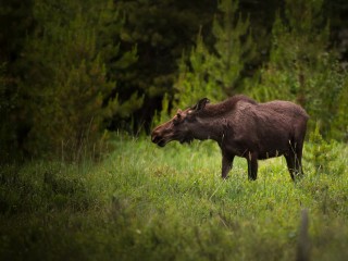 Ногинское кладбище выпускает из своих недр лосей, которые пугают водителей