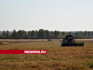 Более 20 комбайнов в полях Лотошина собирают последний урожай