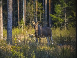 Лося заметили в селе недалеко от Одинцово